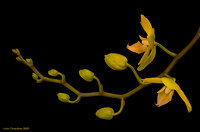 Botanicals