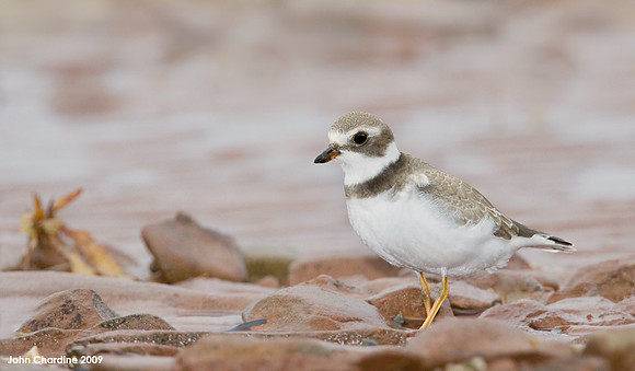 Semipalmated Plover (0975)