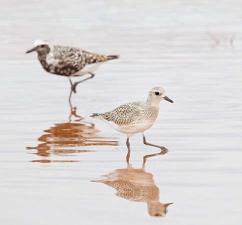 Black-bellied Plover